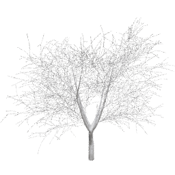 Prunus cerasifera C winter