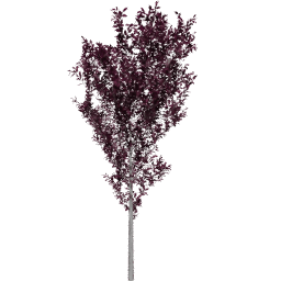 Prunus cerasifera D autumn