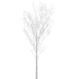 Prunus cerasifera D winter