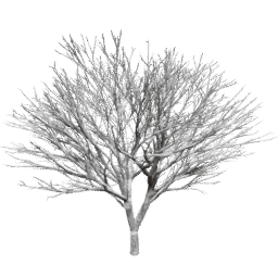 Prunus serrulata A winter