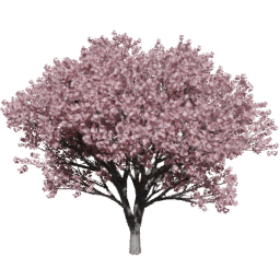 Prunus serrulata B summer