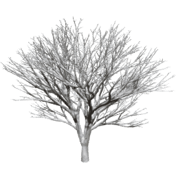 Prunus serrulata B winter