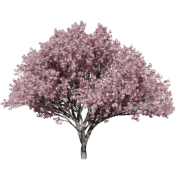 Prunus serrulata C summer