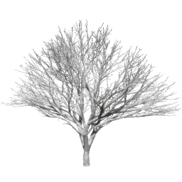 Prunus serrulata C winter