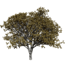 Prunus serrulata D autumn