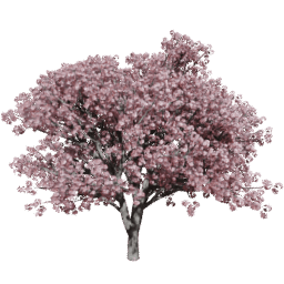 Prunus serrulata D summer