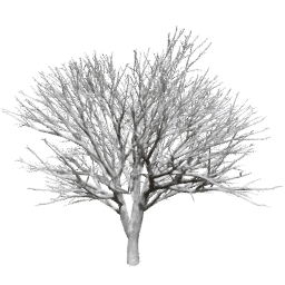 Prunus serrulata D winter
