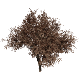 Quercus agrifolia A autumn