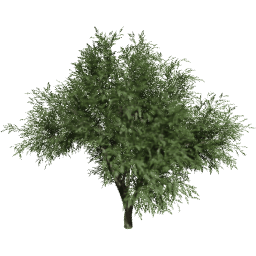 Quercus agrifolia A summer