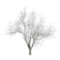 Quercus agrifolia A winter