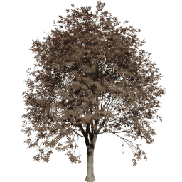 Quercus cerris A autumn