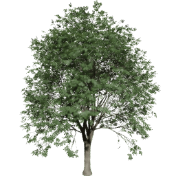 Quercus cerris A summer