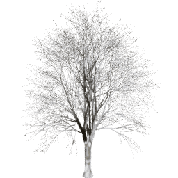 Quercus cerris A winter