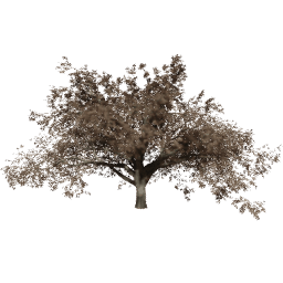 Quercus cerris B autumn