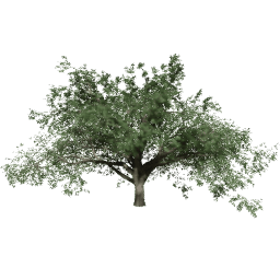 Quercus cerris B summer
