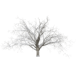 Quercus cerris B winter