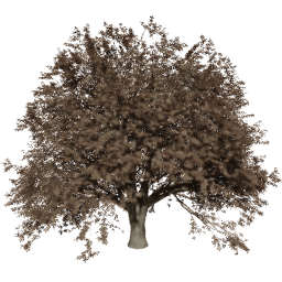 Quercus cerris T autumn