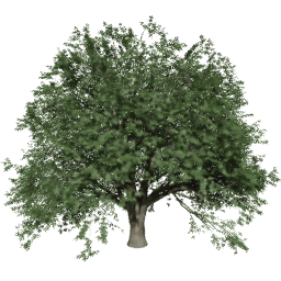 Quercus cerris T summer