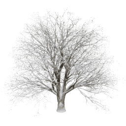 Quercus cerris T winter