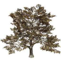 Quercus robur A autumn
