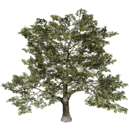 Quercus robur A summer