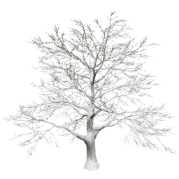 Quercus robur A winter