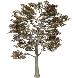 Quercus robur B autumn