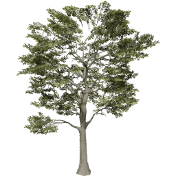 Quercus robur B summer
