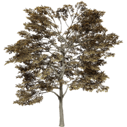 Quercus robur C autumn