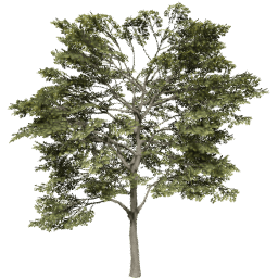 Quercus robur C summer
