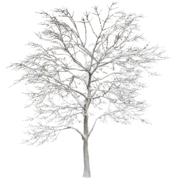 Quercus robur C winter