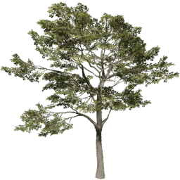 Quercus robur D summer