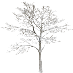 Quercus robur D winter