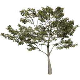 Quercus robur E summer