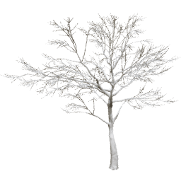 Quercus robur E winter