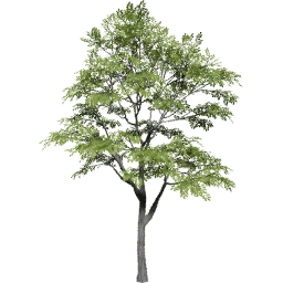 Quercus variabilis spring summer A