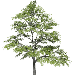 Quercus variabilis spring summer B