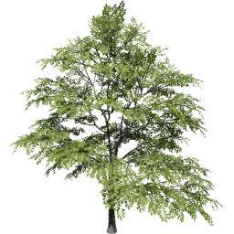 Quercus variabilis spring summer C