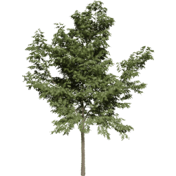 Robinia pseudoacacia A summer
