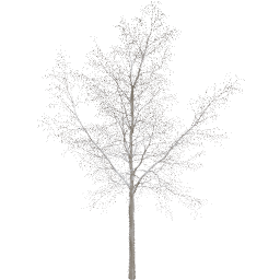 Robinia pseudoacacia A winter