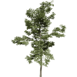 Robinia pseudoacacia B summer