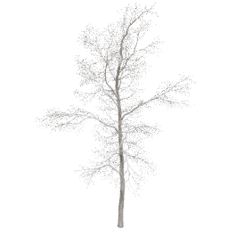 Robinia pseudoacacia B winter