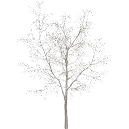 Robinia pseudoacacia C winter