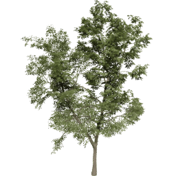 Robinia pseudoacacia D summer