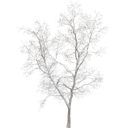 Robinia pseudoacacia D winter