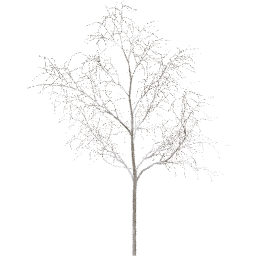 Robinia pseudoacacia E winter