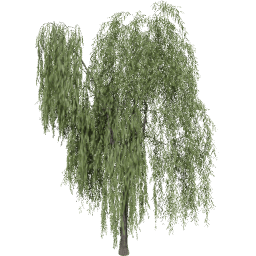 Salix babylonica A summer