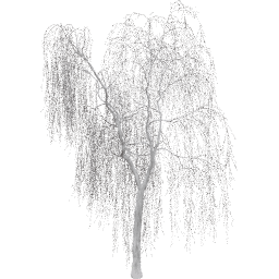 Salix babylonica A winter