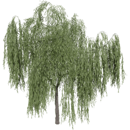 Salix babylonica B summer