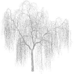 Salix babylonica B winter